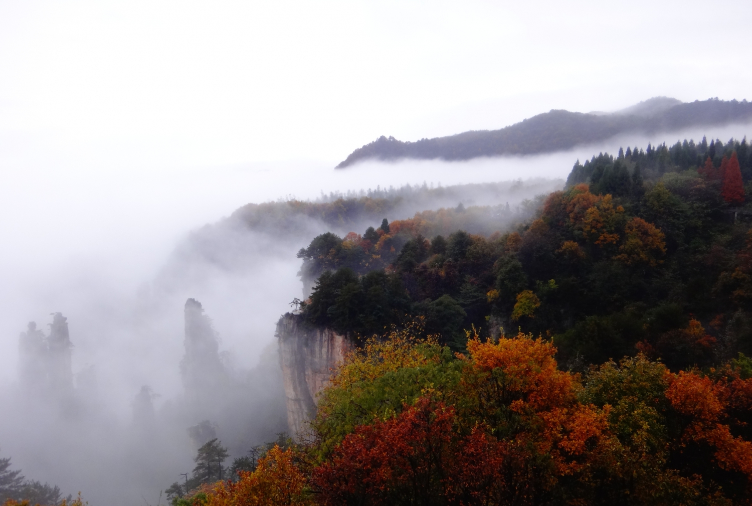 天子山深秋
