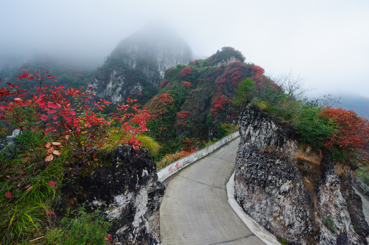 崇山红叶