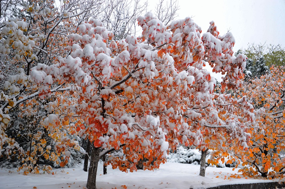 雪染的风采