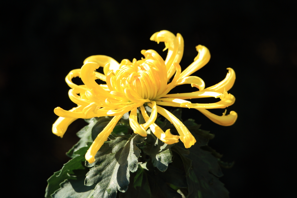 秋菊