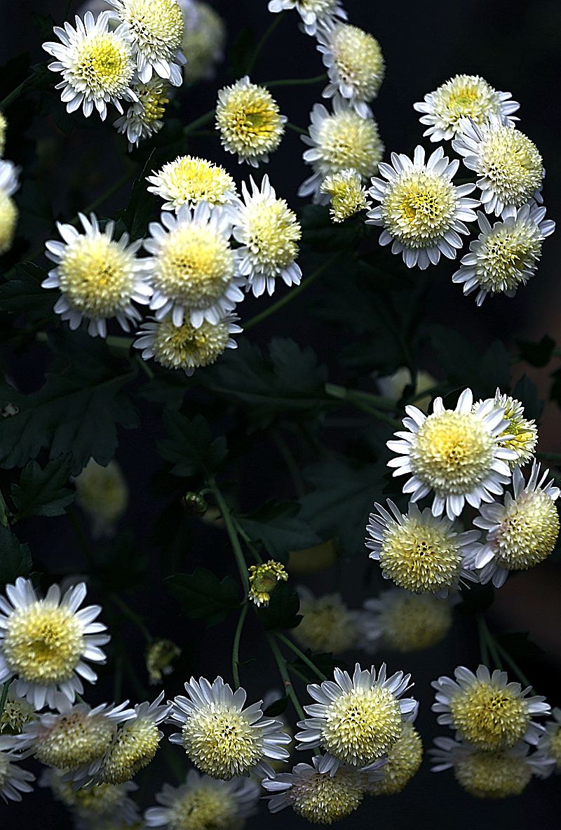 菊赋   三