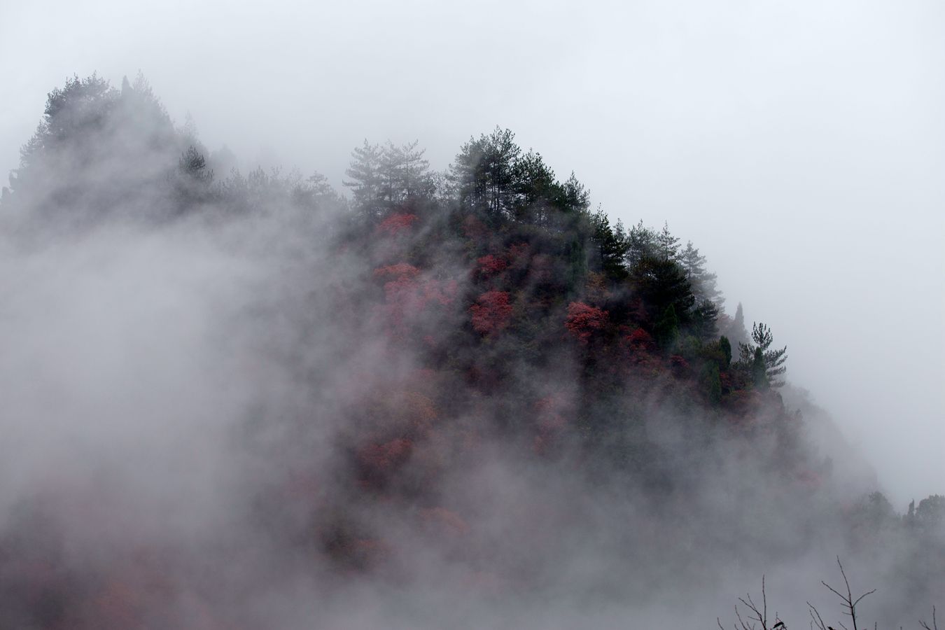 雾润红叶