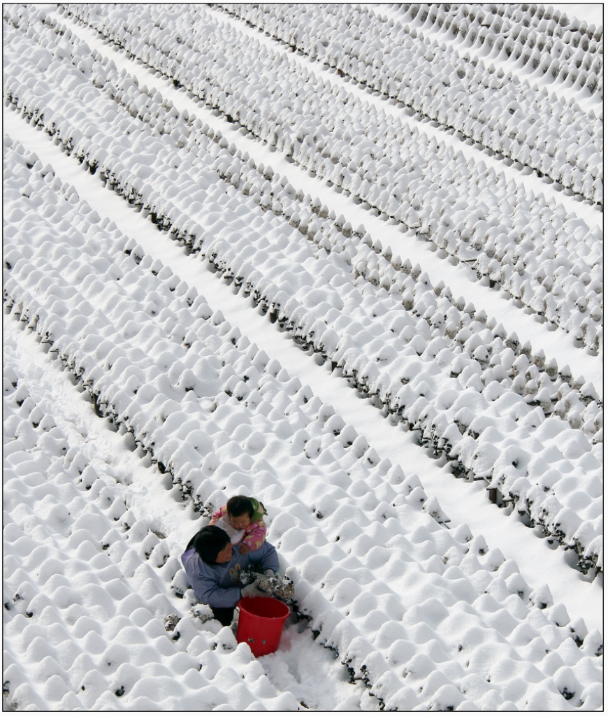 春雪菇田