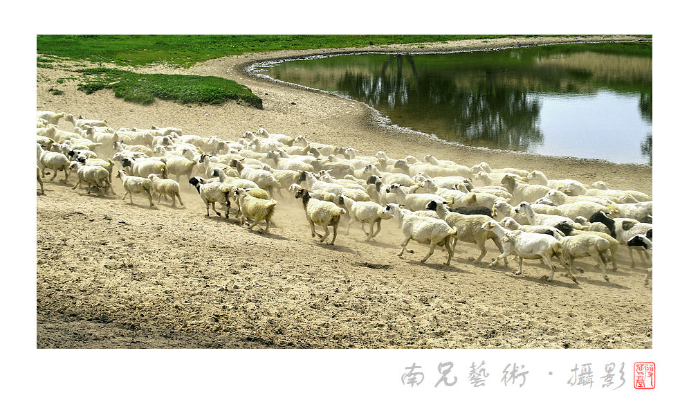 尘土飞羊