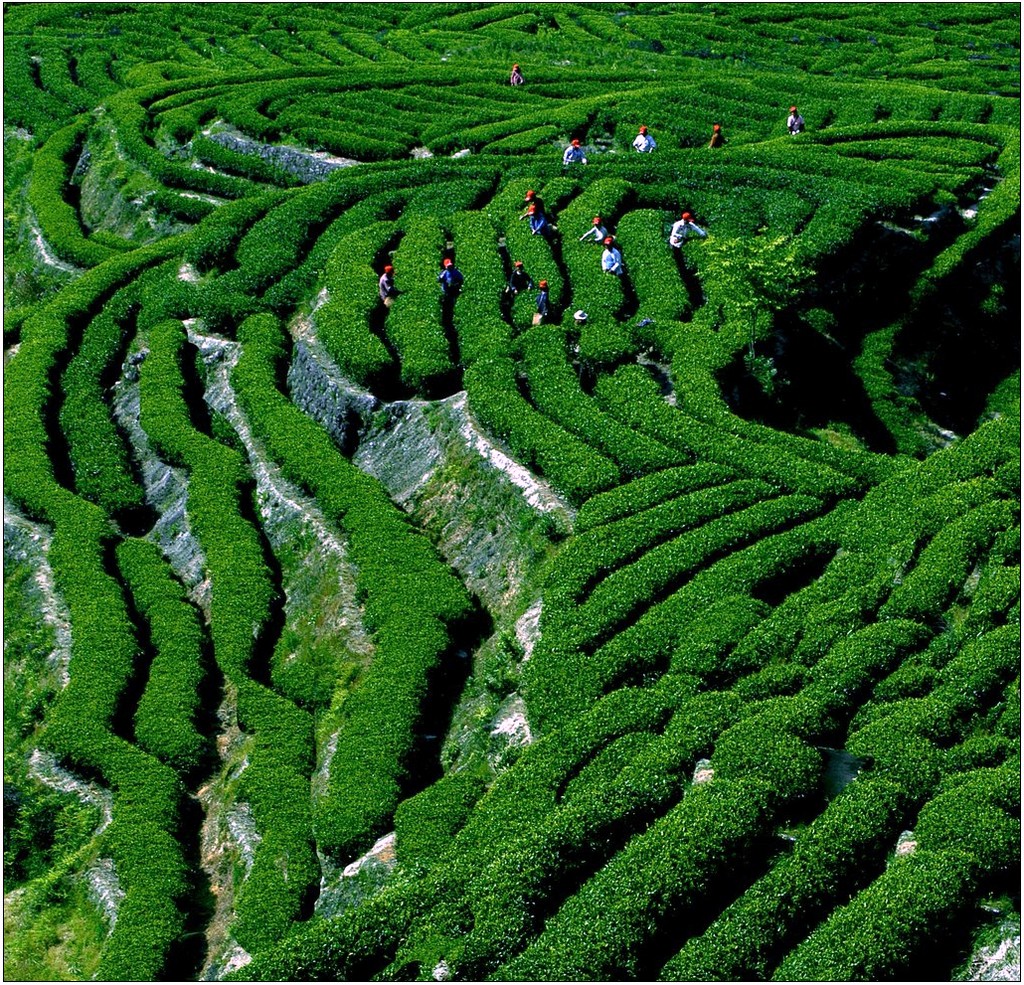 高山茶园
