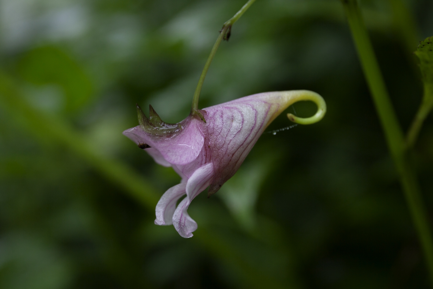 龙虾花