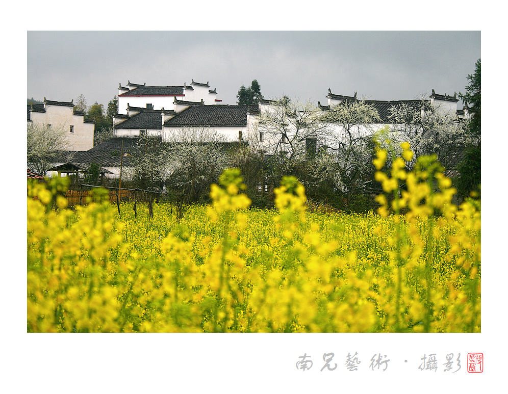 油菜花开时