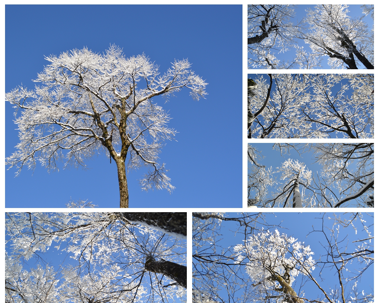 雪后玉树