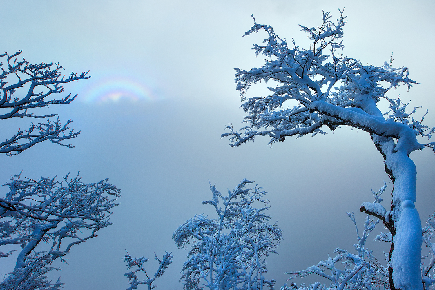《傲立风雪中》
