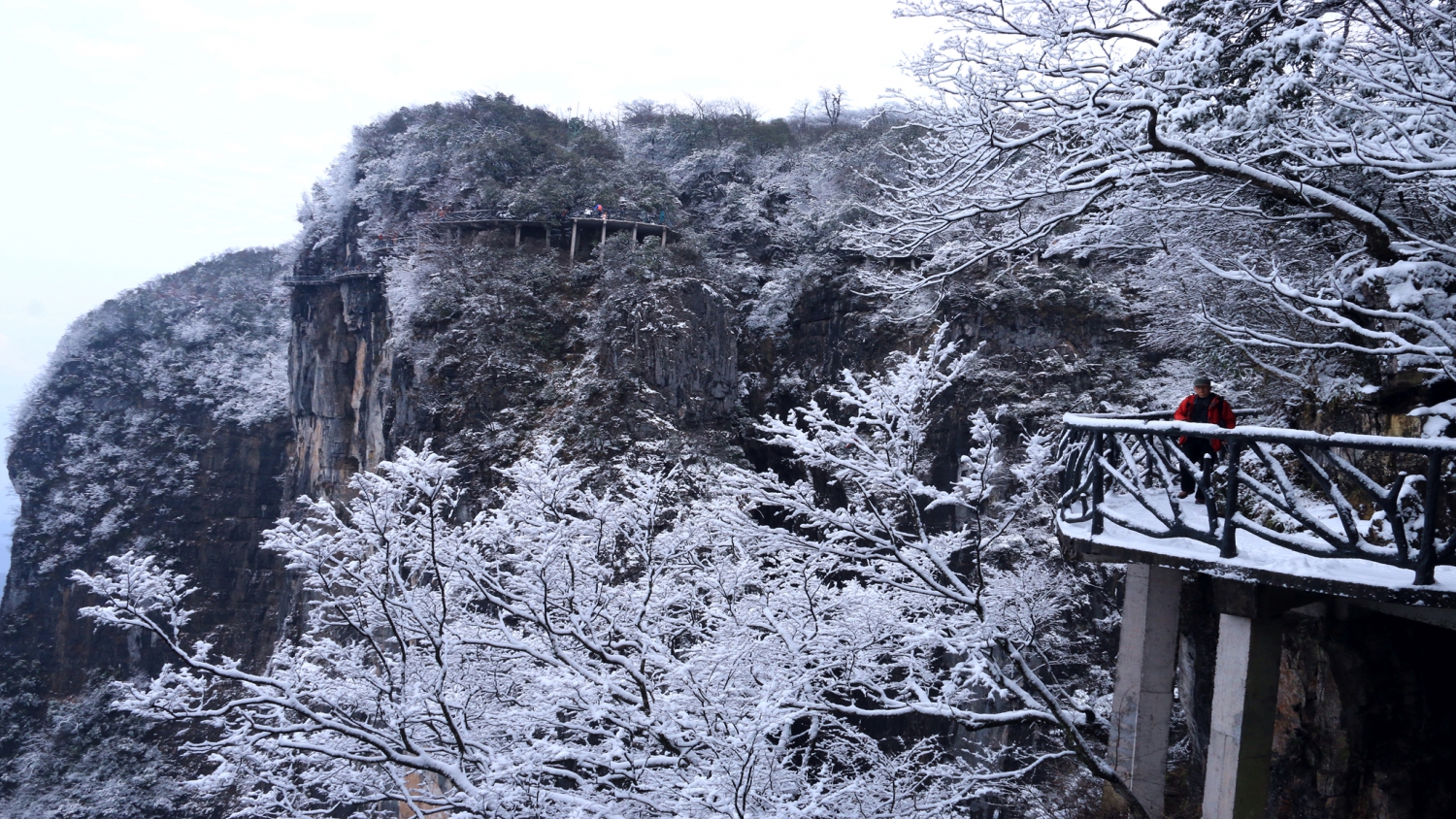 雪松.天路