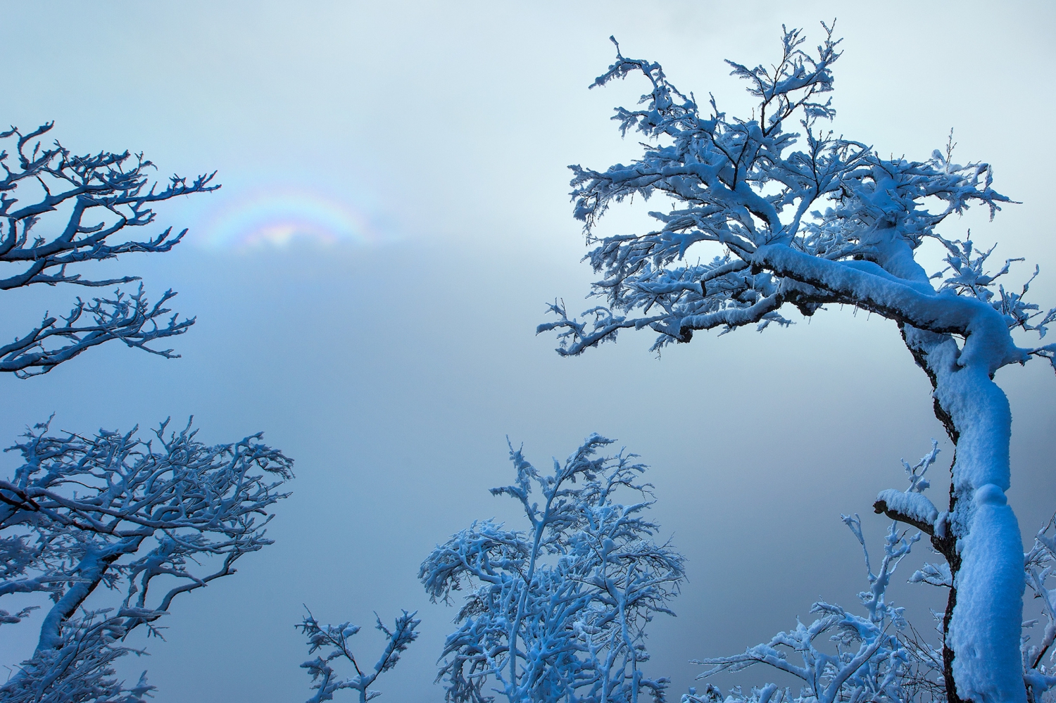 《傲立风雪中》