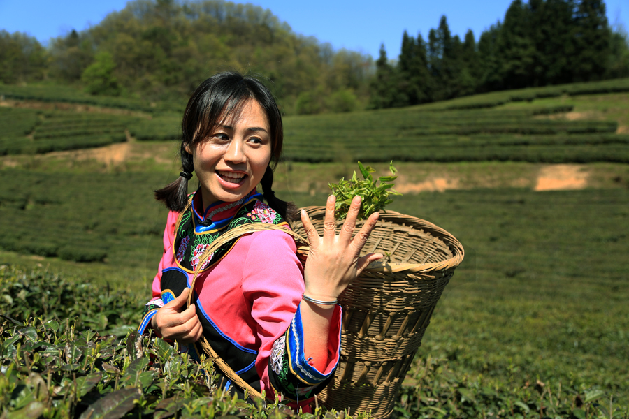 采茶妹