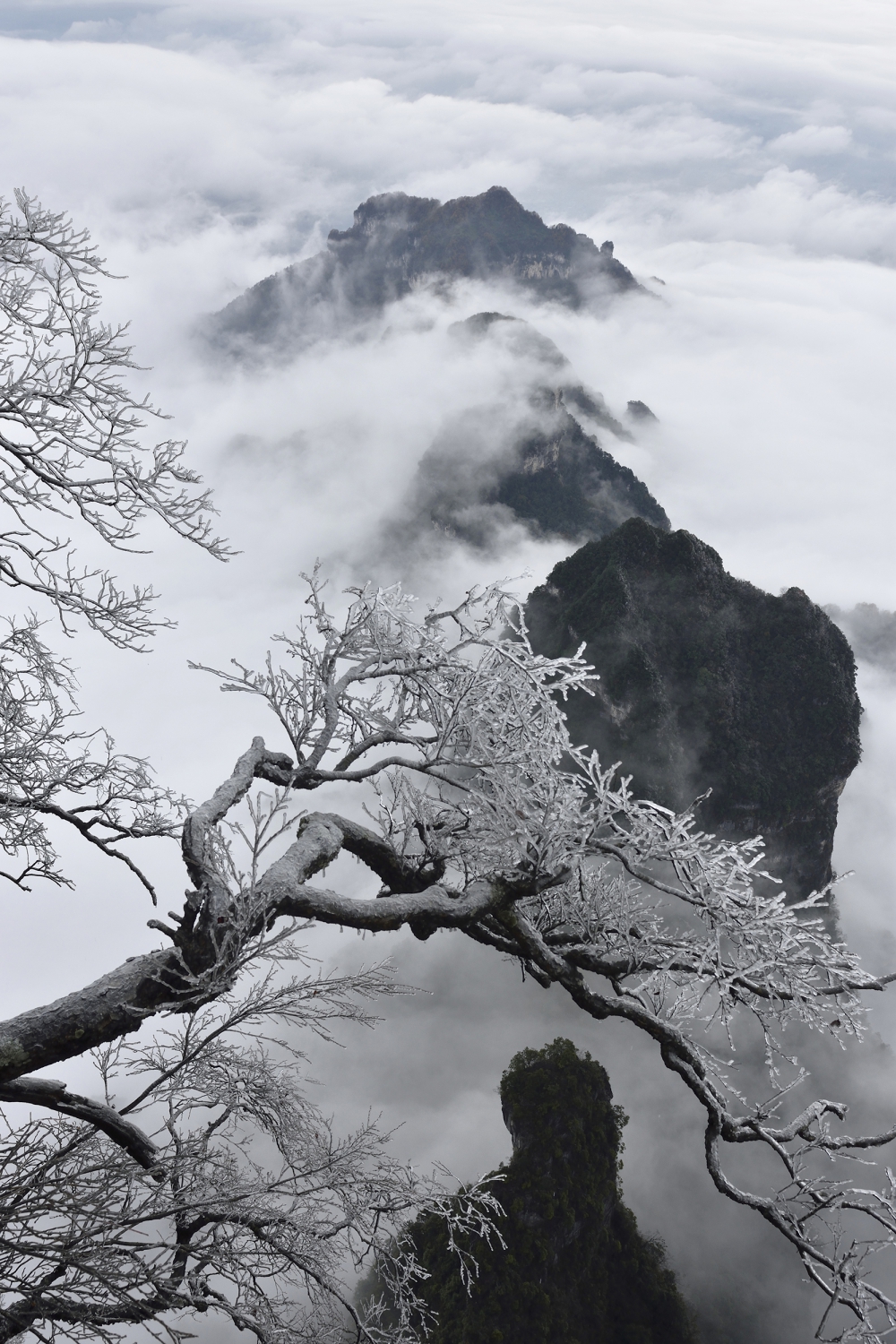 玉树临风