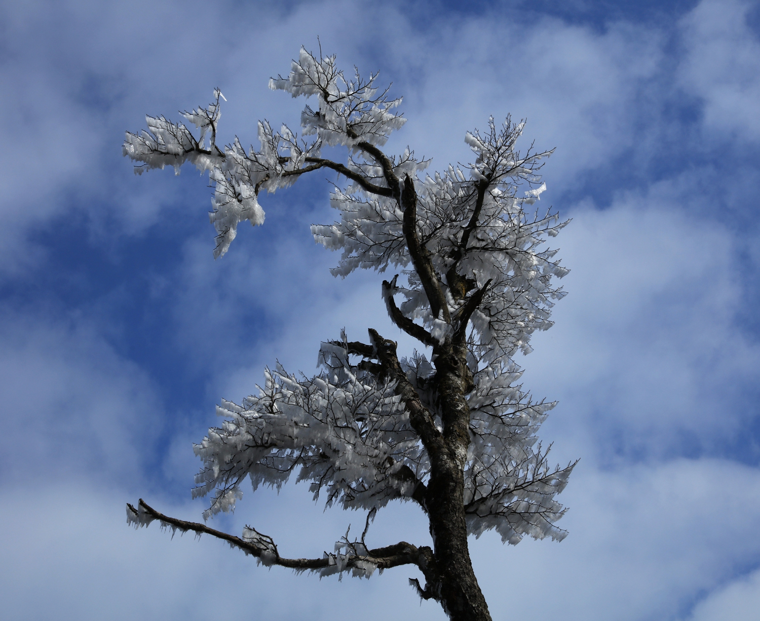 古树雪韵
