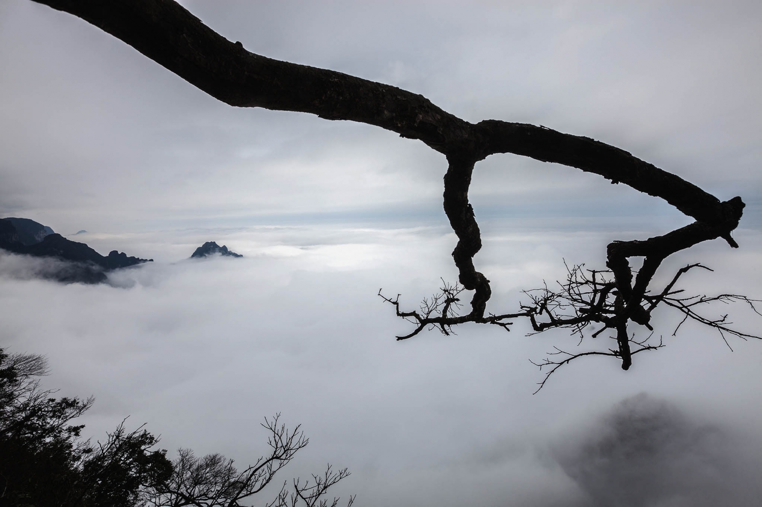 遒劲