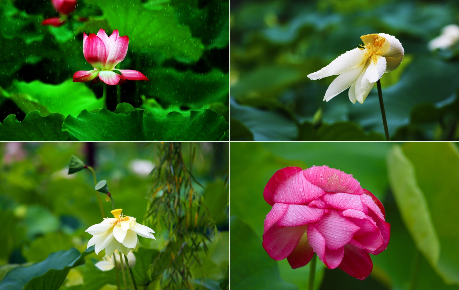 雨中荷花