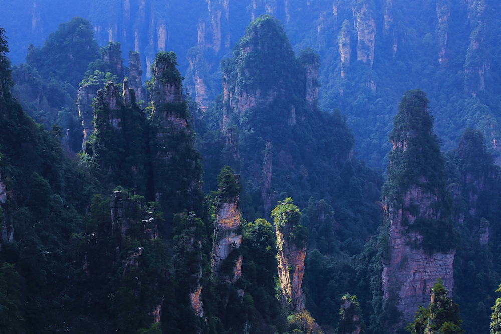 天子山·冬日绿色