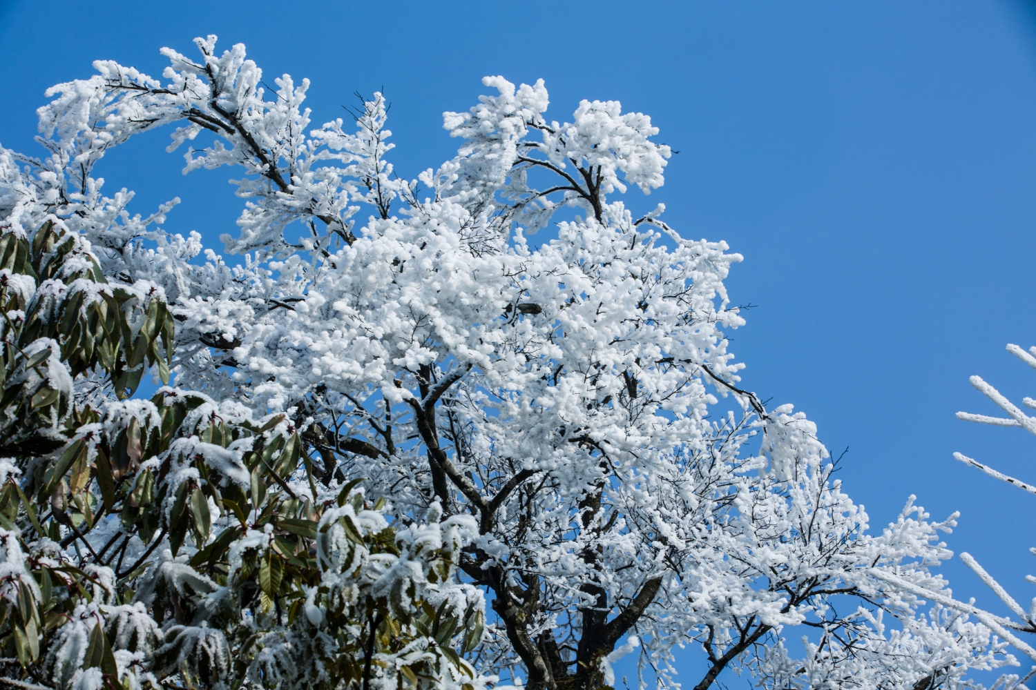 瑞雪兆丰年