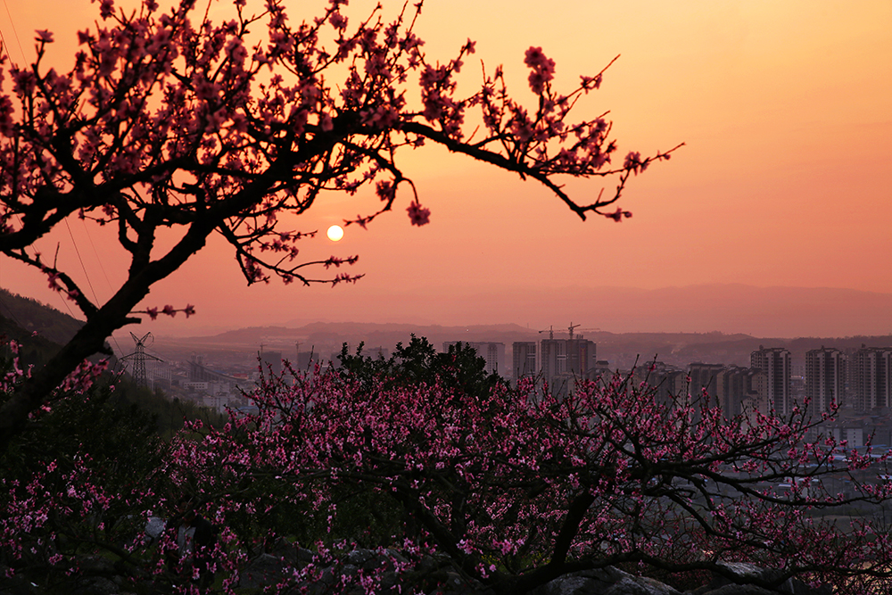 城市花海