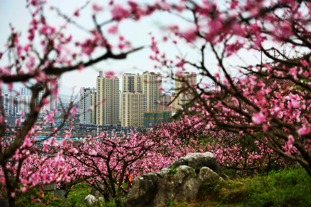 城市花海