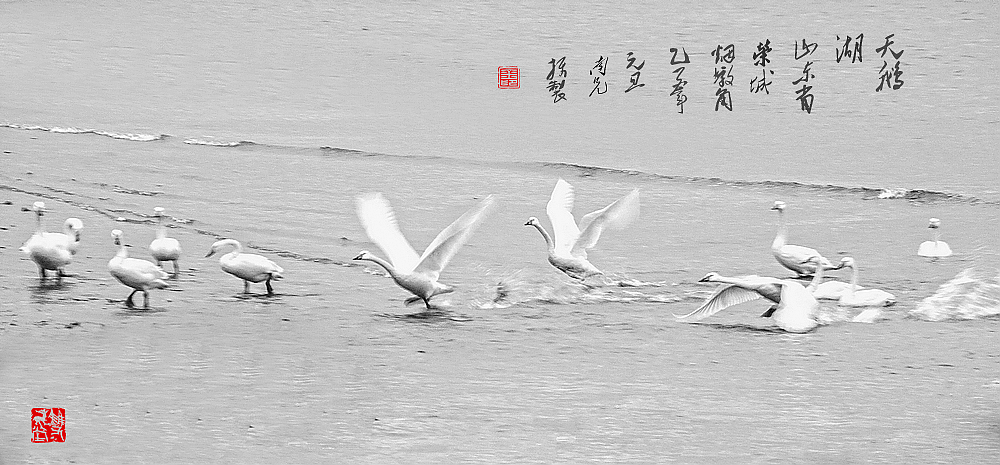 天鹅