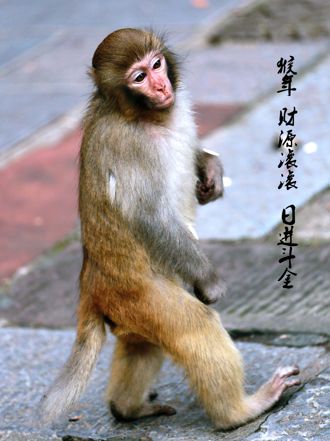 猴年祝《福》