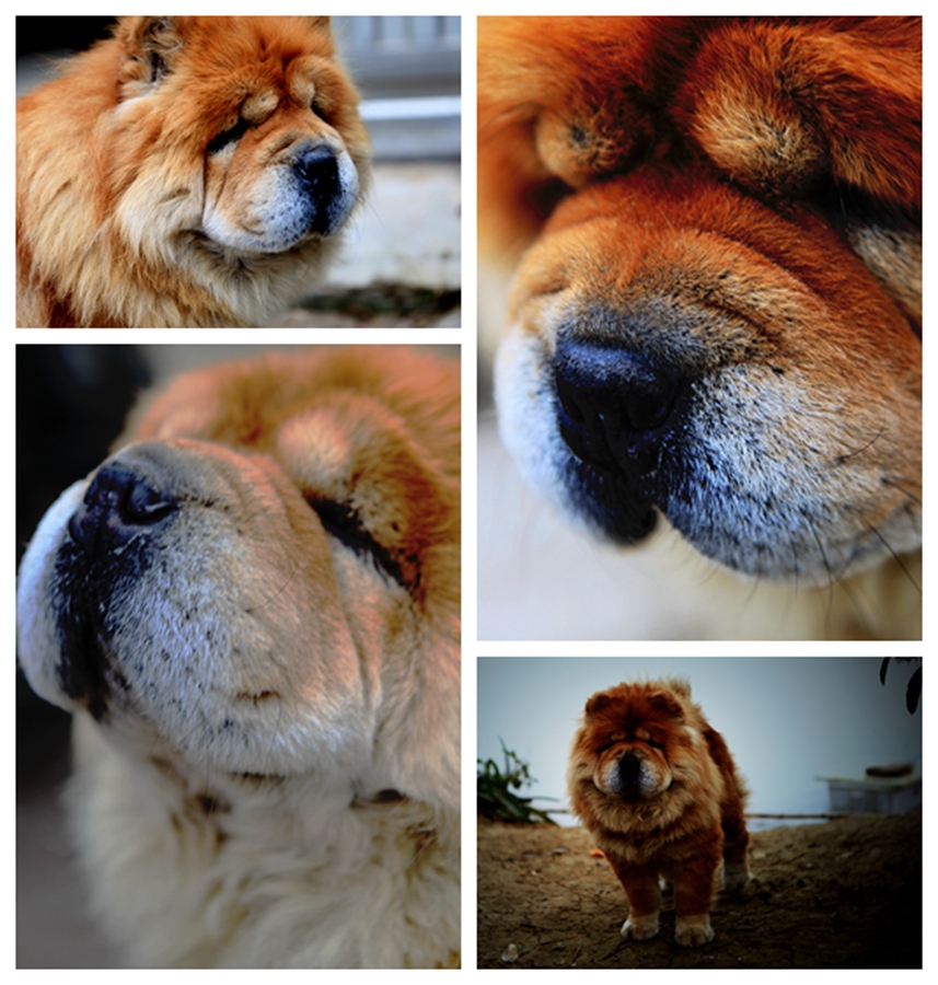 狗狗