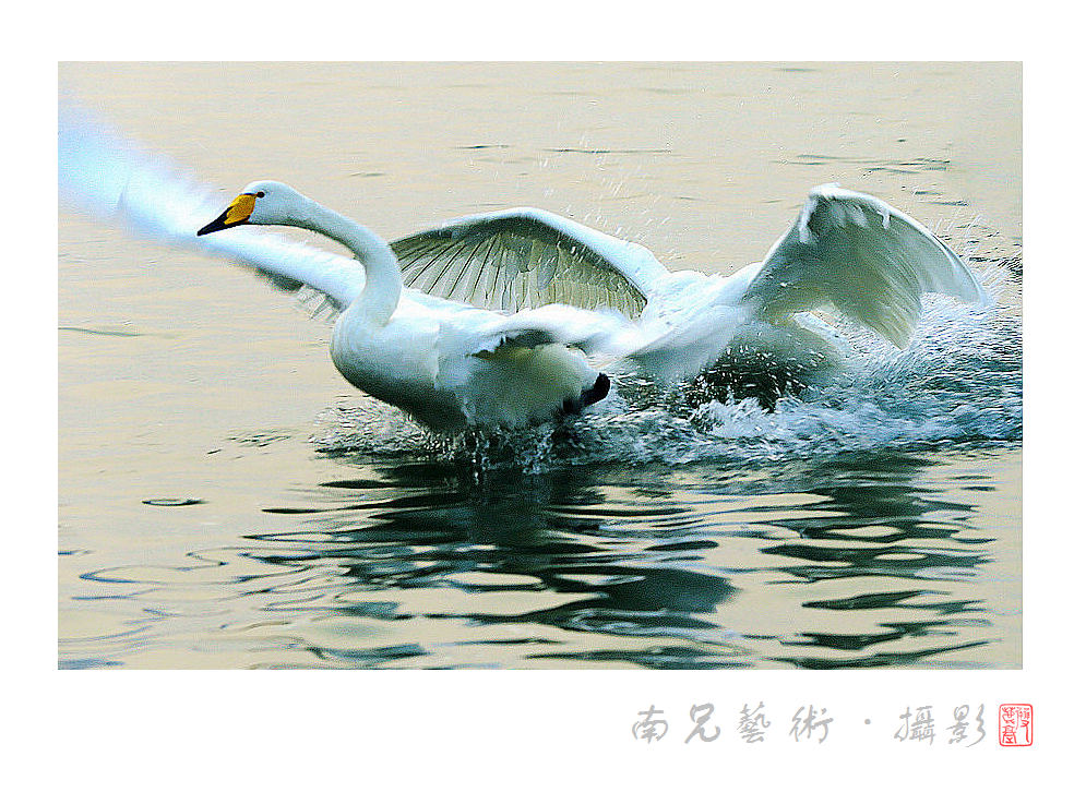 鹅舞