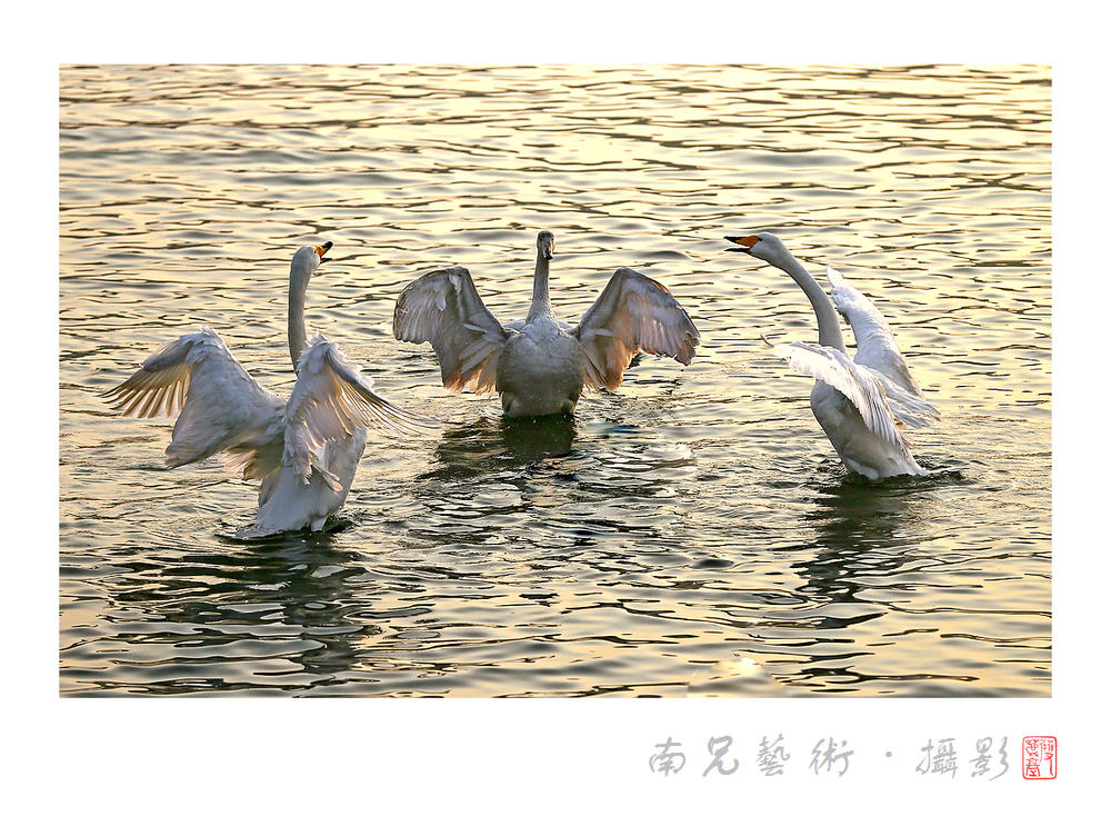 天鹅舞