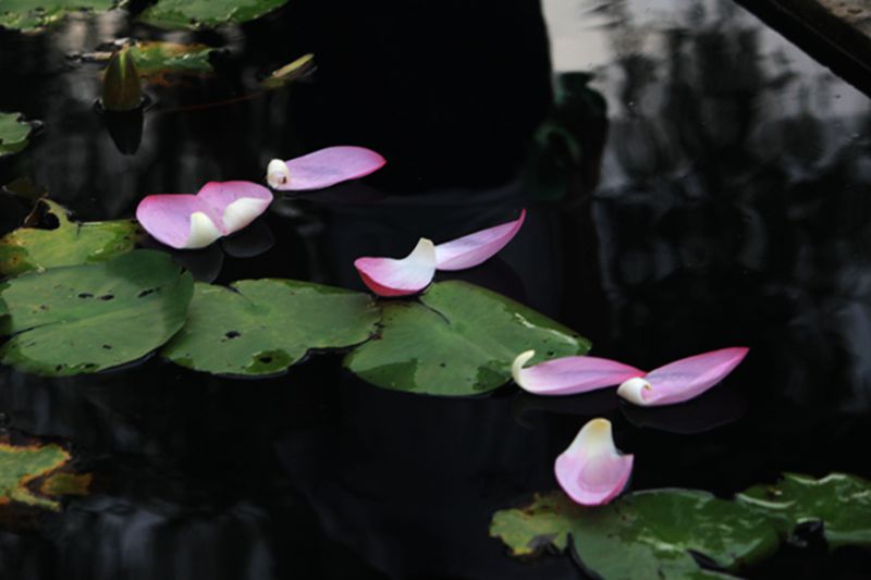流花