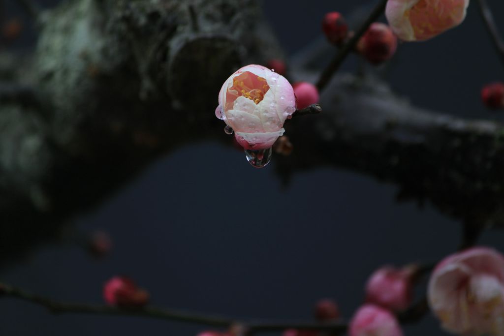 梅花