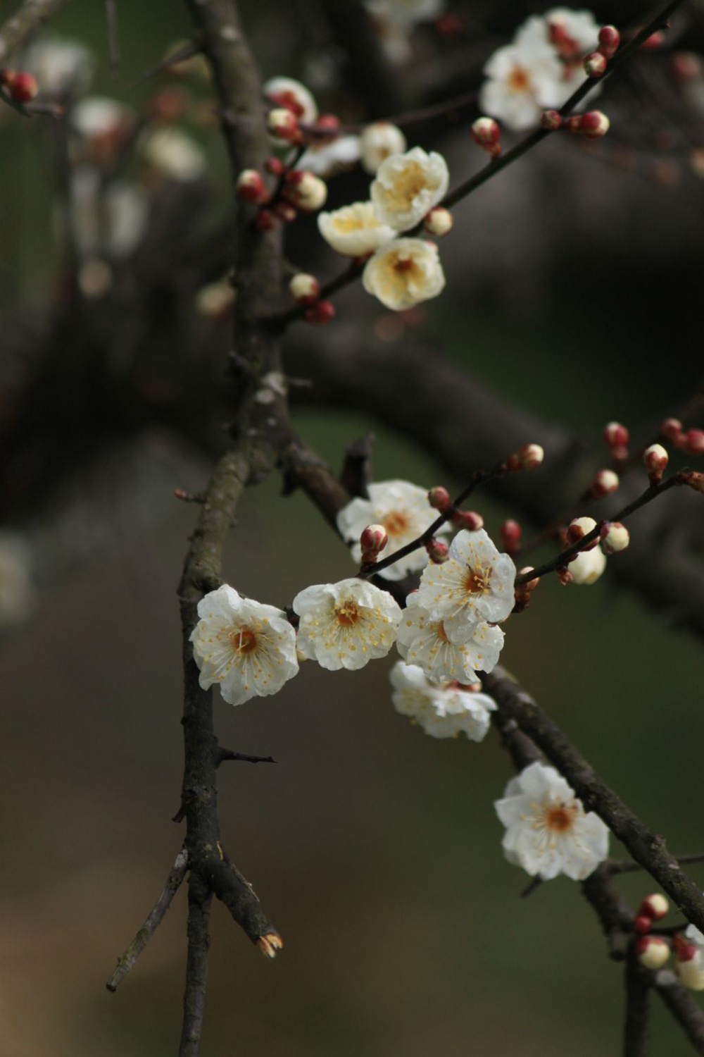寒梅花儿开