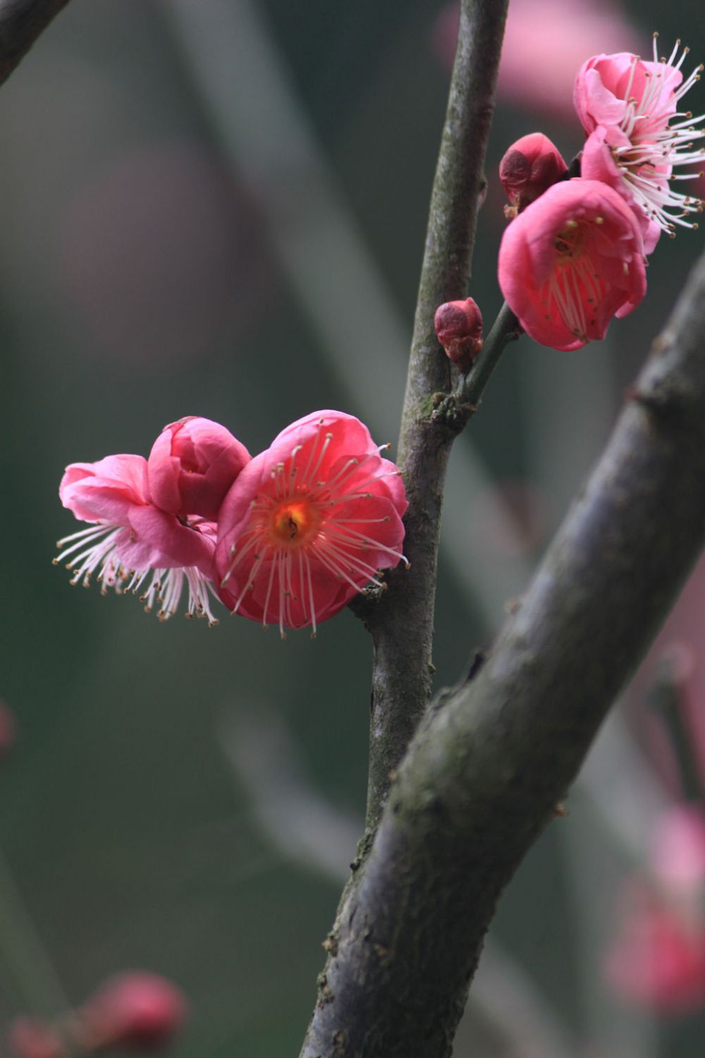 红梅花儿开