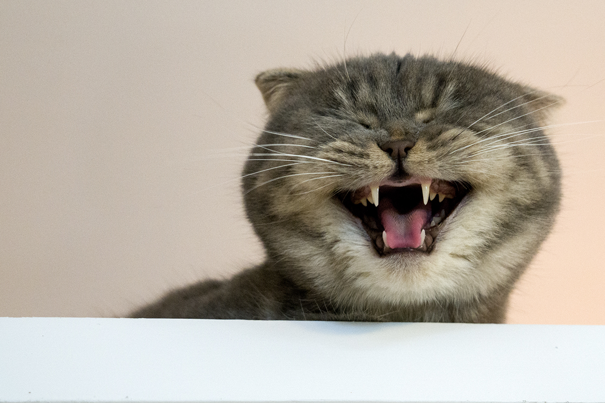 猫咪大笑