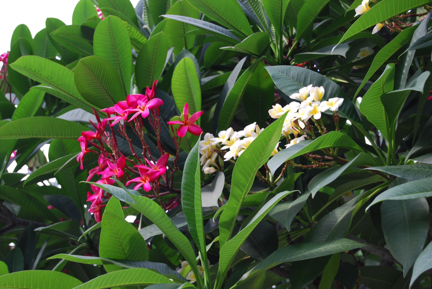鸡蛋花