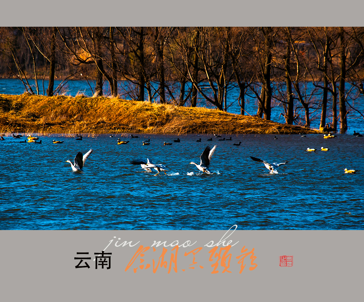 念湖黑颈鹤