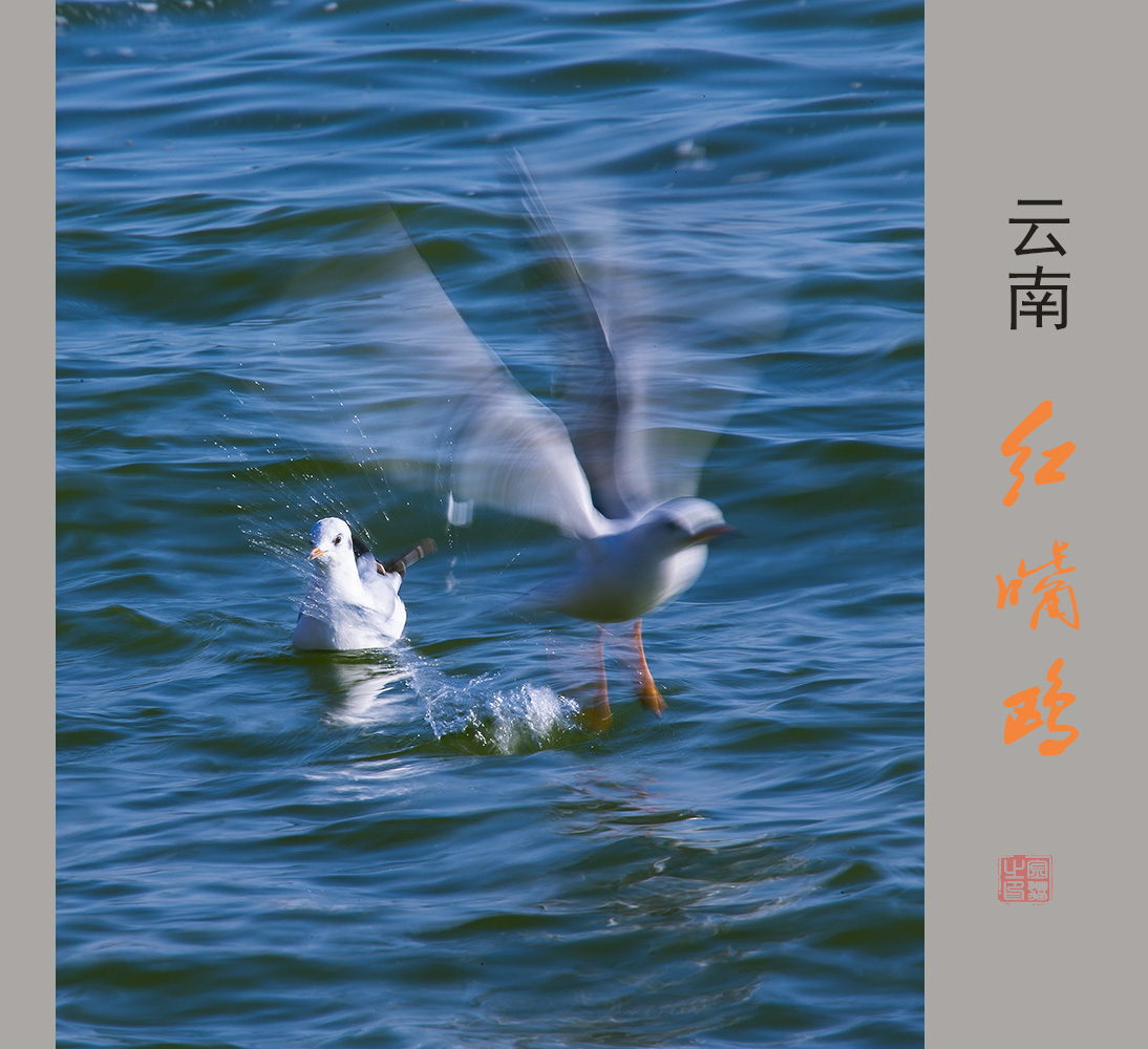 红嘴鸥