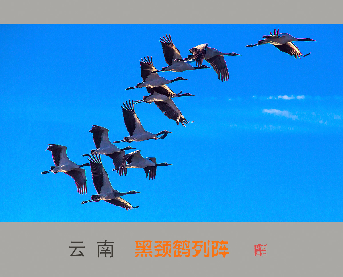 黑颈鹤