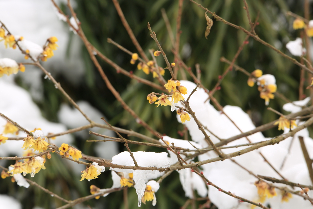 雪融化