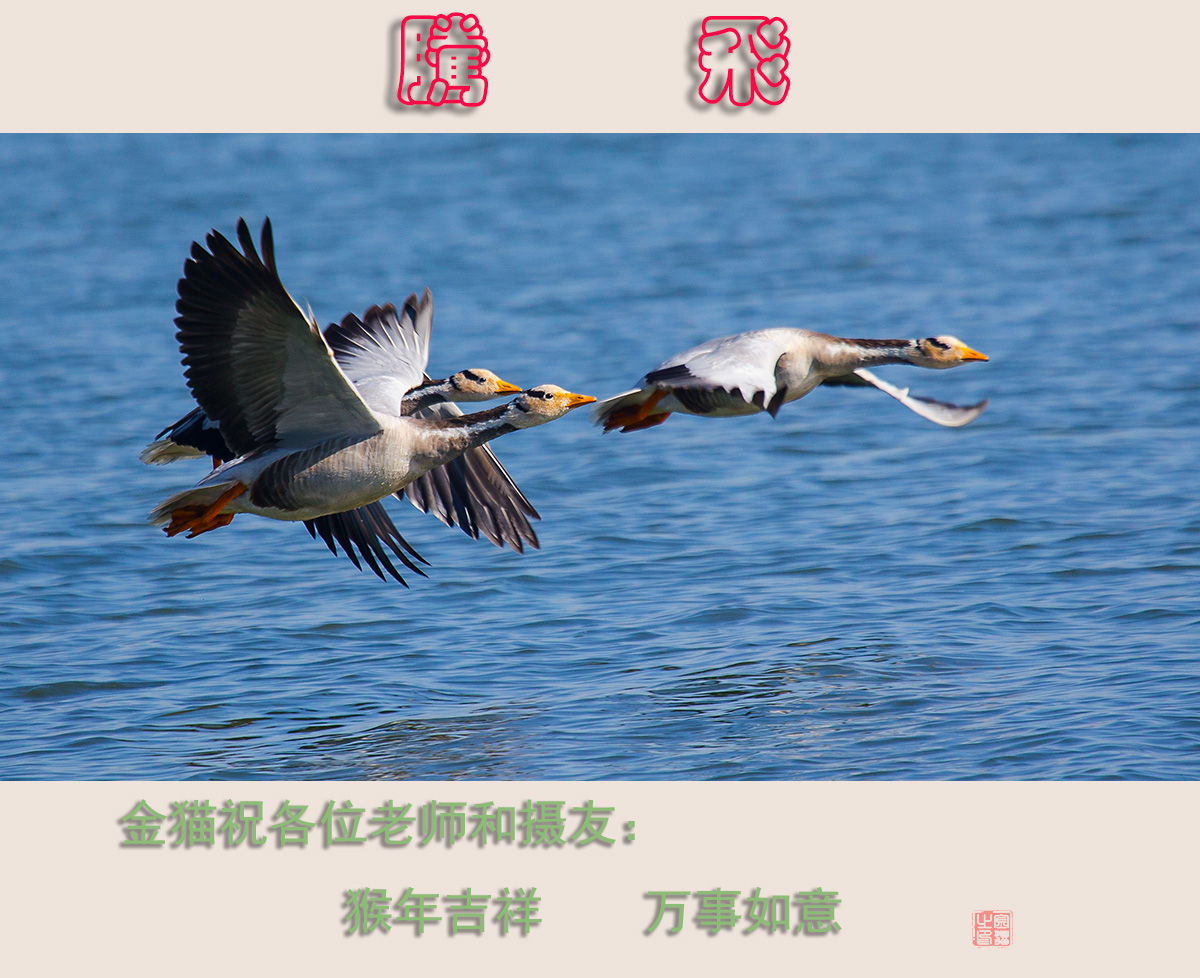 腾 飞