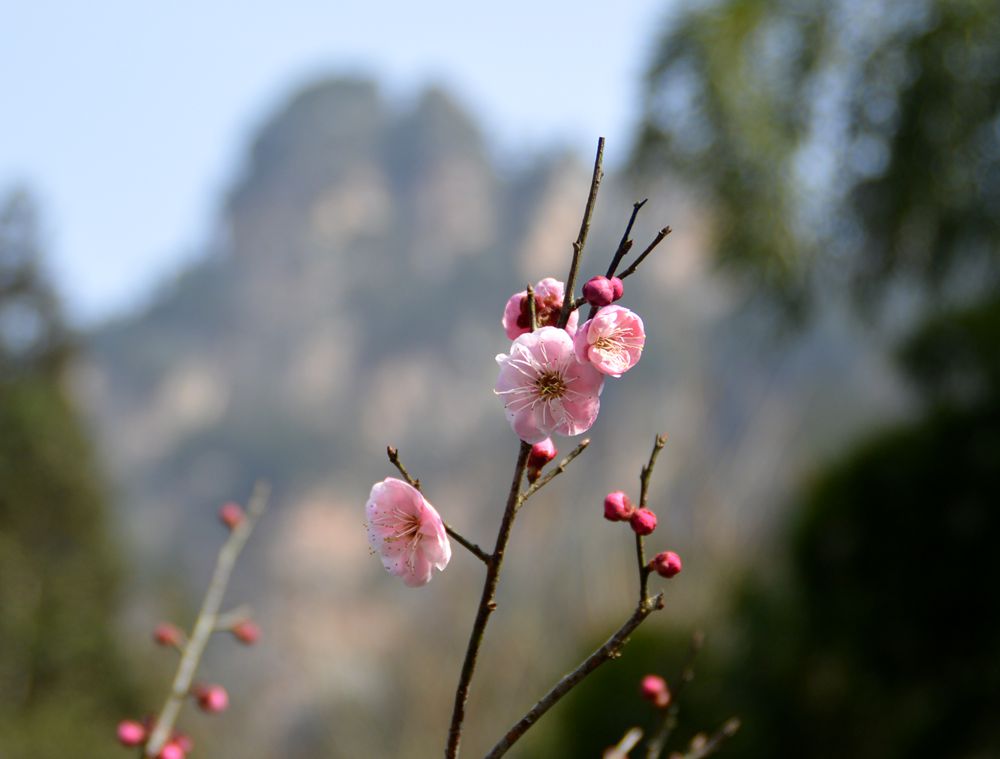 张家界的梅花开了