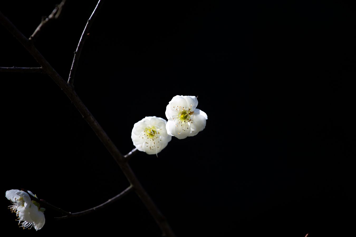 洁梅