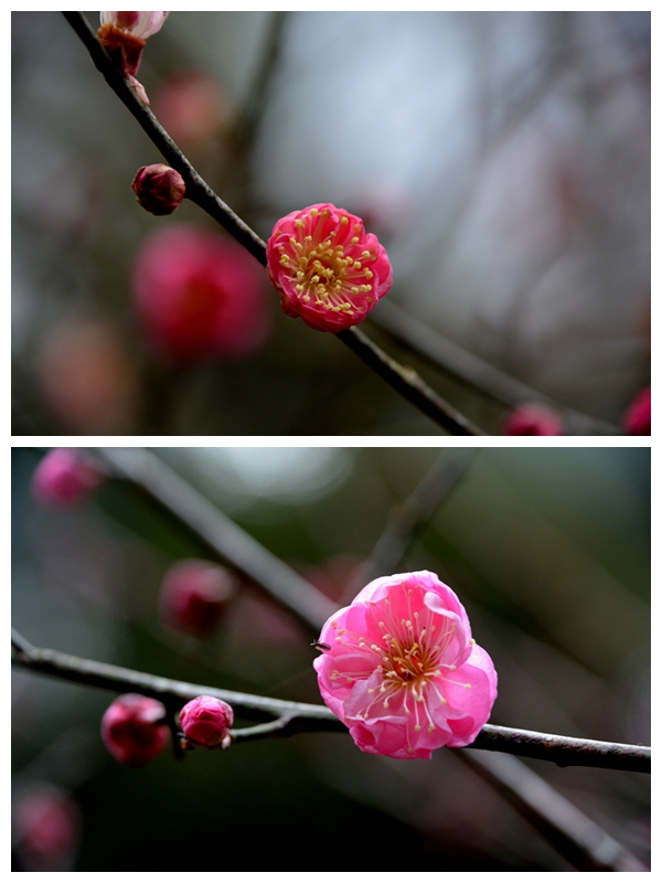 梅花香自苦寒来