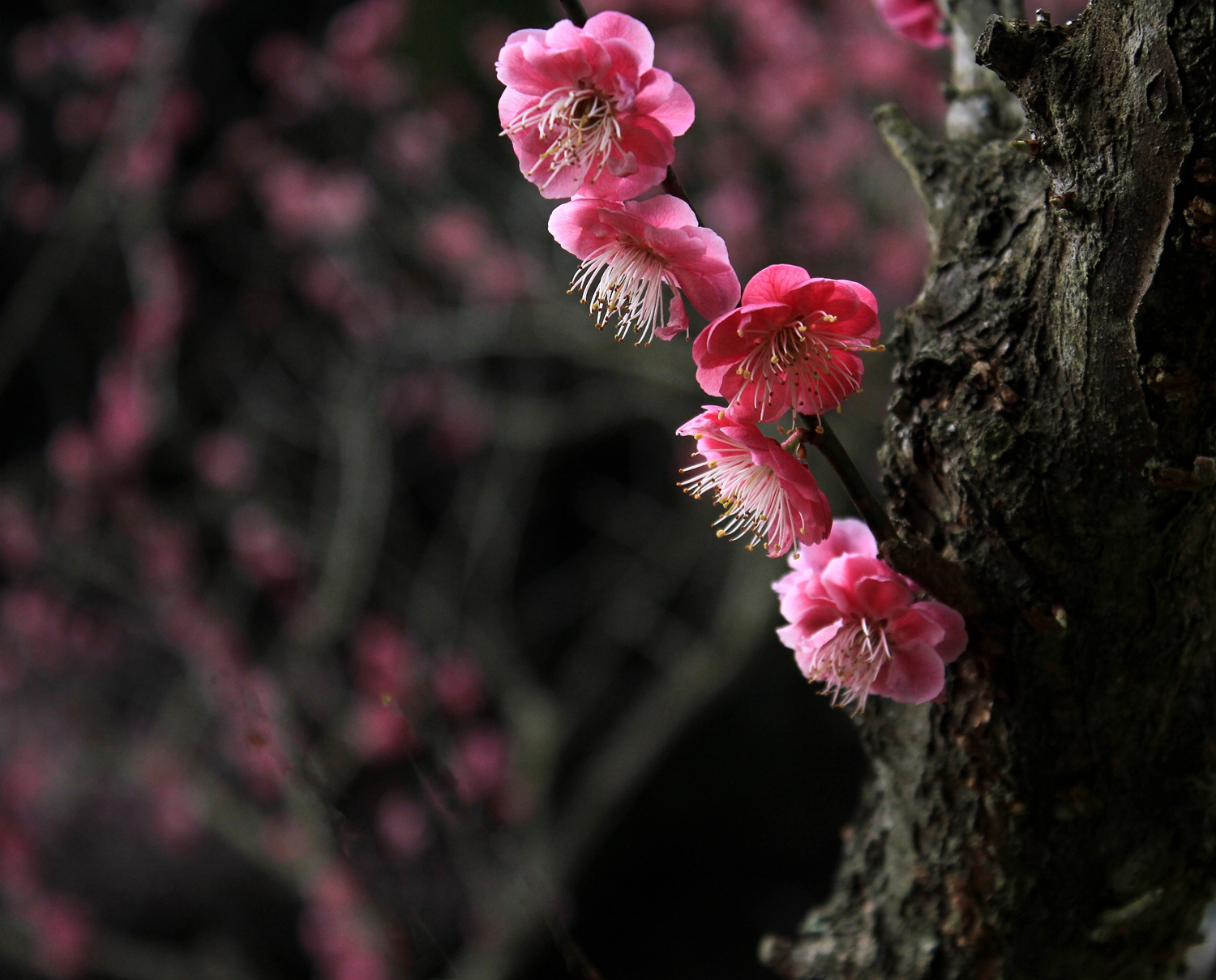 梅花