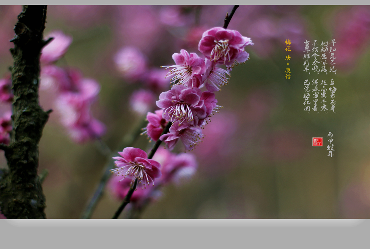 三月梅花开