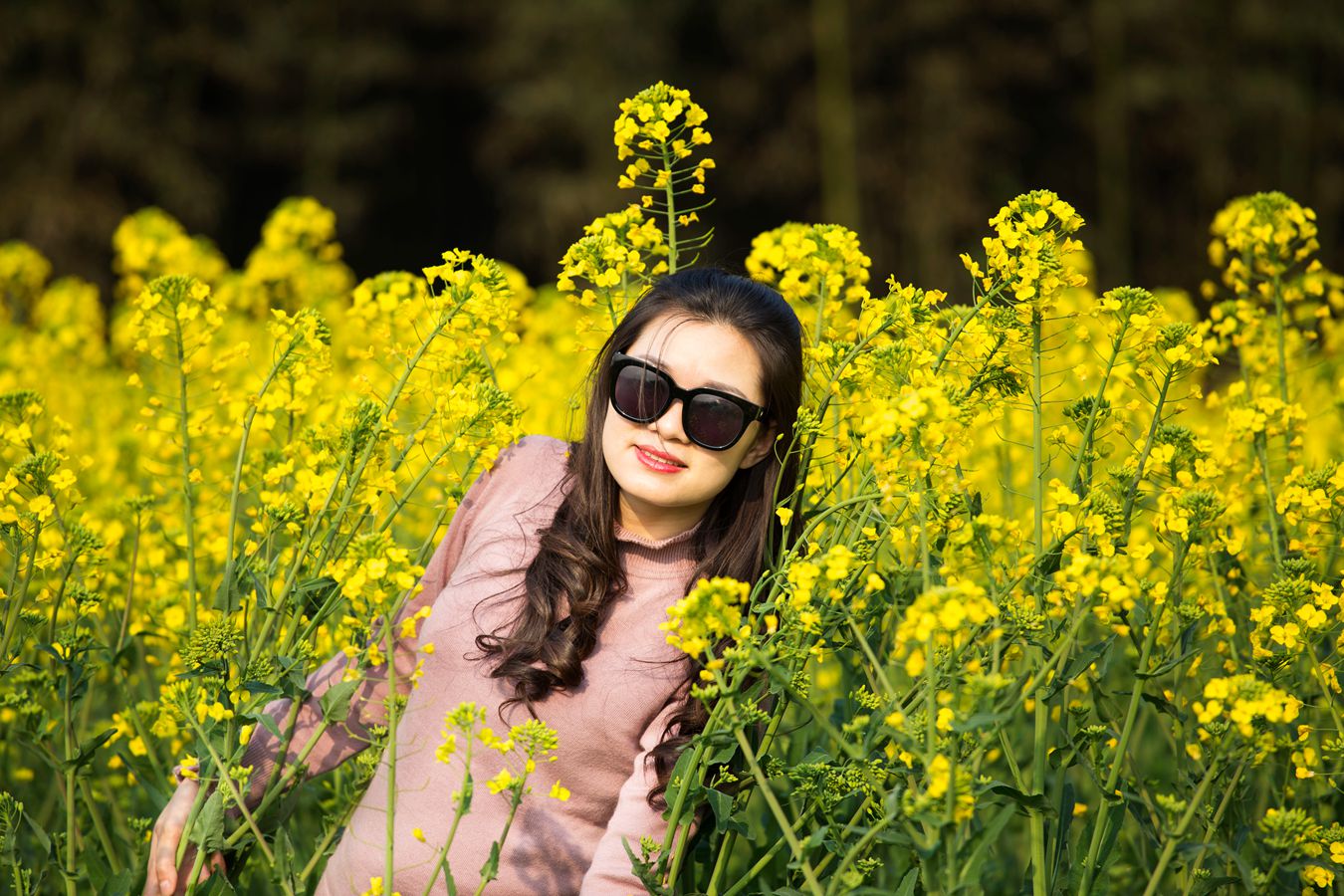油菜花迷