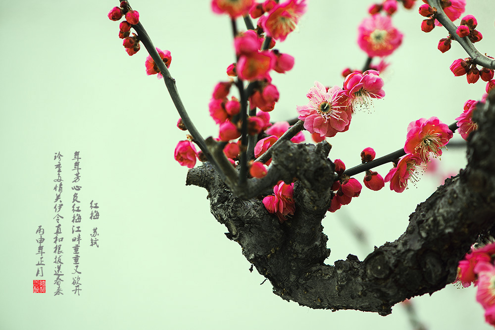 红梅迎春
