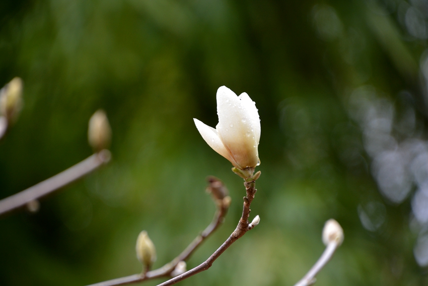 萌