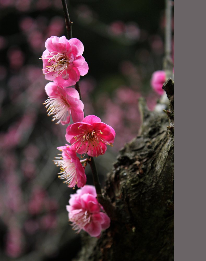 花语