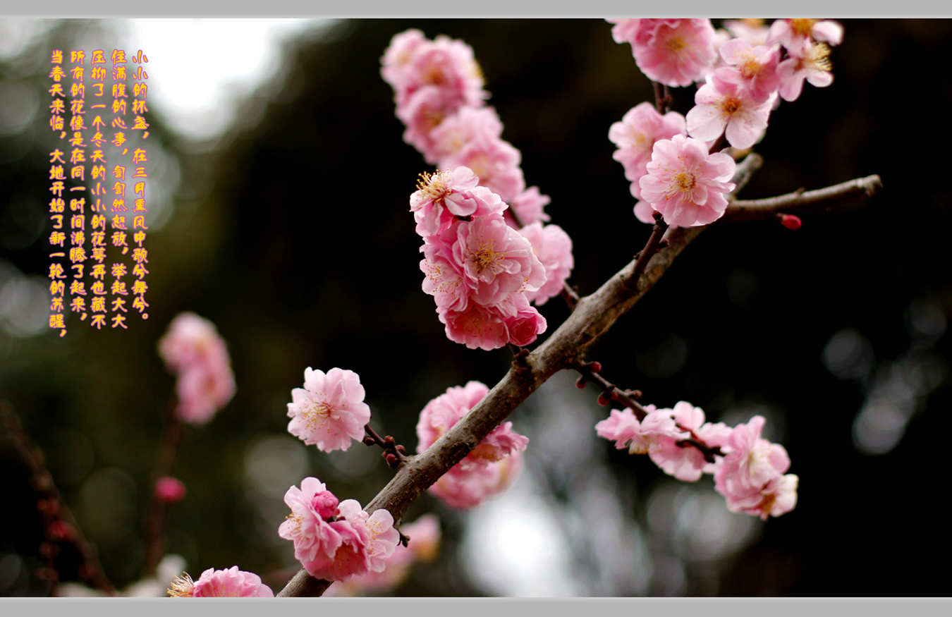 春暖花开